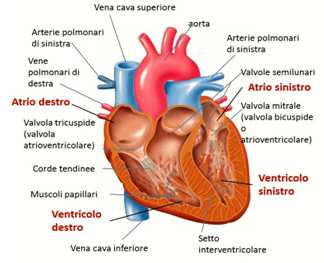 Cardiomiopatia restrittiva