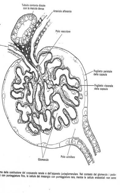 Cellule endocrine in organi non ghiandolari Ghiandola endocrina muscolare Created by G.