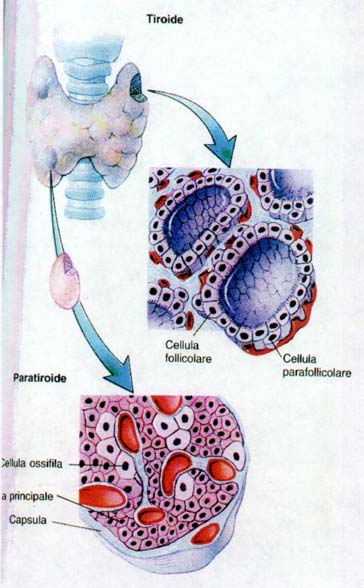 Cellule follicolari e parafollicolari Cellule enteroendocrine Created by G. Papaccio 13 Created by G.