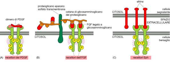 Per attivare un recettore tirosina chinasi il ligando deve, in genere, legarsi simultaneamente a due catene recettoriali adiacenti Dimero unito covalentemente che unisce insieme due recettori (PDGF)