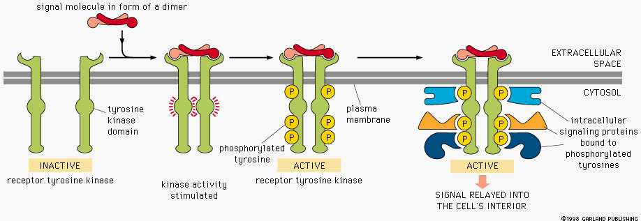 Come funziona un recettore TRK L autofosforilazione della coda citosolica dei recettori tirosina chinasi contribuisce al processo di attivazione in due modi: La fosforilazione delle tirosine nel