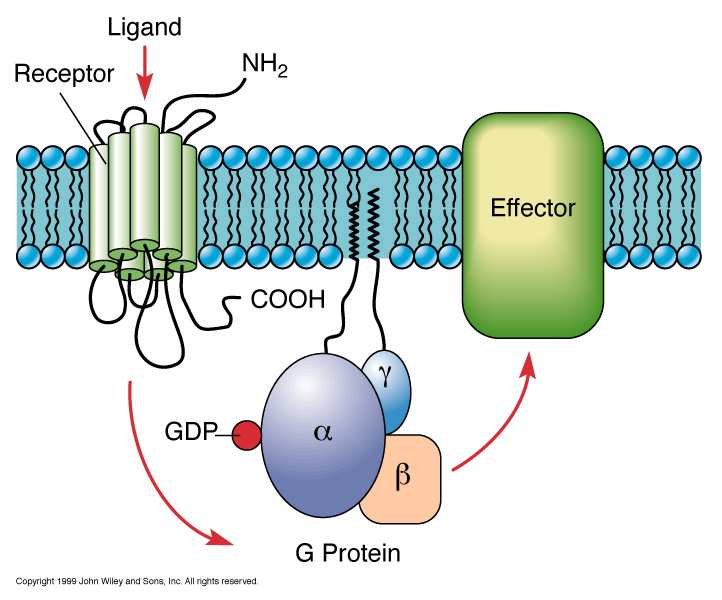 Alcuni recettori di membrana non attivano direttamente la risposta cellulare, ma un altra proteina di membrana, denominata
