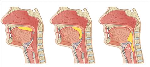 1.FASE di PREP. ORALE a) Assunzione; b) Preparazione c) Detersione ed espulsione buccale 2.