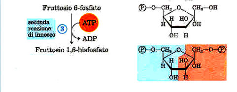 II tappa di utilizzo dell ATP (reazione irreversibile)