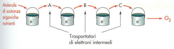 L ossidazione biologica completa di sostanze organiche nutrienti crea un flusso di elettroni che procede verso l ossigeno mediante una serie di trasportatori di elettroni intermedi che si comportano