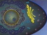 APPARATO DEL GOLGI STRUTTURA: organulo di natura lipidica localizzato nella cellula in posizione paranucleare. E formato da dittiosomi, simili a dei sacculi appiattiti impilati tra di loro.