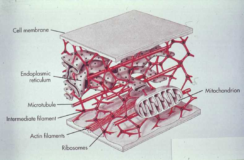 CITOSCHELETRO Struttura proteica interna, che conferisce al citoplasma rigidità - flessibilità Permette il movimento della cellula e trasporto interno di materiale.