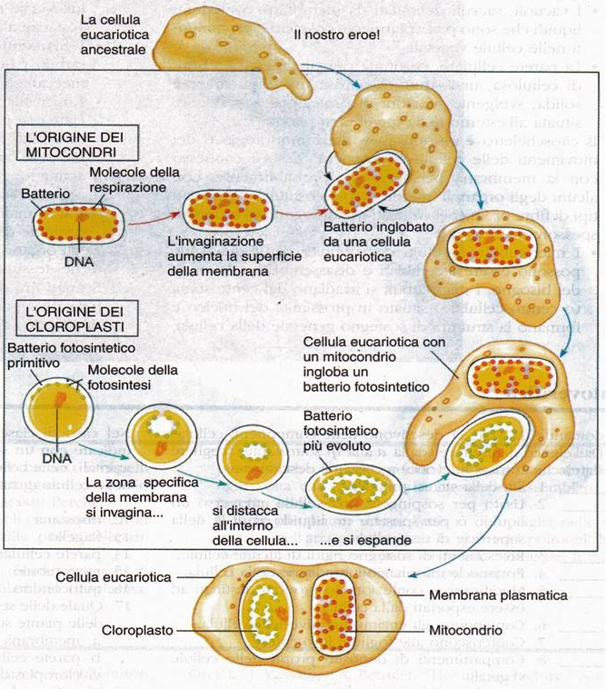 Origine delle cellule eucariotiche Processo di endosimbiosi La conferma potrebbe essere la presenza di DNA e doppia membrana - endocitosi - spostamento di membrana verso l interno