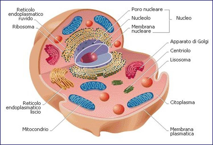 Cellula EUCARIOTA Presenza di membrana nucleare Distinzione Nucleo - Citoplasma DNA lungo, organizzato in cromosomi Divisione per Mitosi -Meiosi Organismi unicellulari, differenziazione