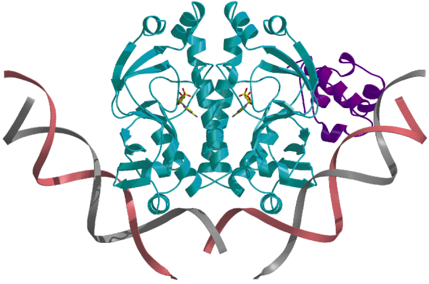 RNA polimerasi II dimeri di CAP αctd Il regolatore CAP ha domini distinti
