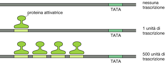 Elementi genetici: - Promotore/Fattori Generali di Trascrizione - sequenze regolatrici (enhancers, suppressors)/proteine regolatrici specifiche (fattori di trascrizione) Enhancer: una regione del DNA