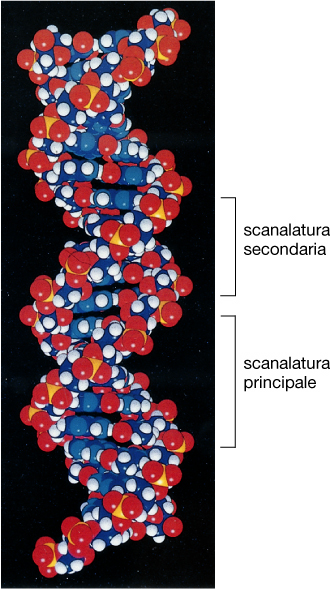 Le proteine regolatrici riconoscono