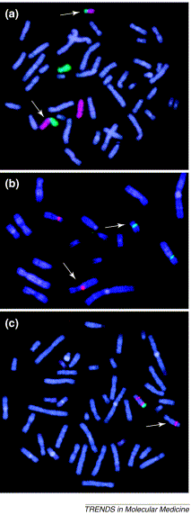 Territori cromosomici: cromosomi umani 2 e 9 In-situ