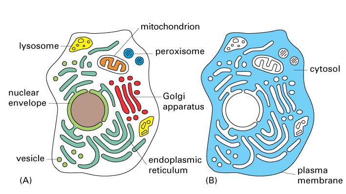 edu/hbase/biology/ribosome.html CITOSOL http://www.