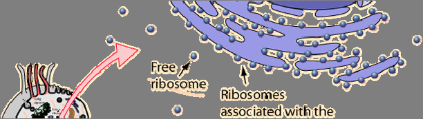 Citosol Ribosomi Sintesi delle proteine nei