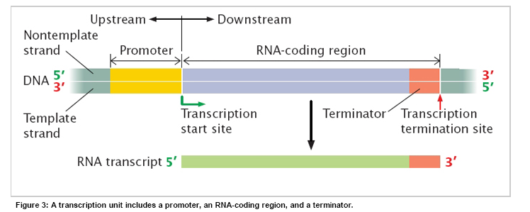 Inizio della Traduzione [1] mrnas dei procarioti e degli eucarioti Sia gli mrna dei procarioti che quello degli eucarioti contiene regioni non tradotte («untranslated regions», UTRs) nelle loro