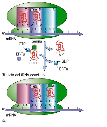 UGA) che si colloca nel sito A Rilascio della catena polipeptidica e rilascio delle due subunità