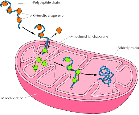 Ripiegamento delle proteine tradotte su ribosomi liberi http://www.ncbi.nlm.nih.gov/books/nbk9843/figure/a1201/?