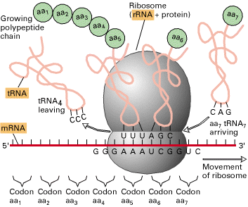 I tre ruoli dell RNA nella sintesi proteica L RNA messaggero (mrna) porta l informazione copiata dal DNA sotto forma di una serie di parole di tre basi, dette CODONI L RNA transfer (trna) al quale è