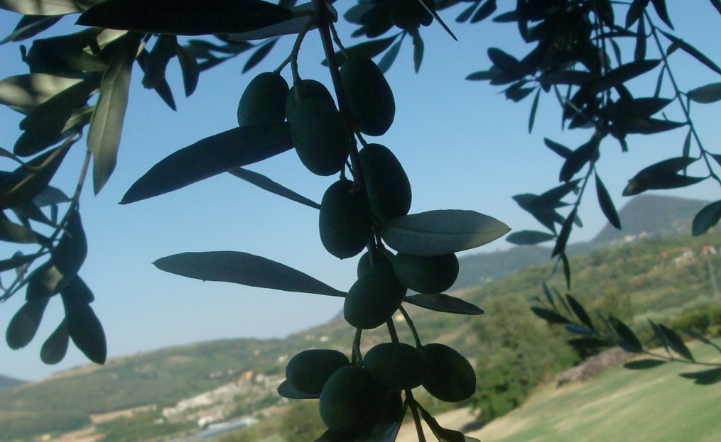 P A G I N A 2 Fase fenologica Prosegue la seconda fase di 2 accrescimento dell oliva.