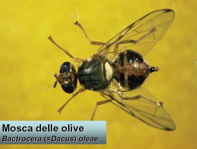 P A G I N A 6 Difesa fitosanitarie: insetti Mosca dell olivo (Bactrocera oleae) Negli oliveti dove si è attuato già un interveto con agrofarmaci l attività di volo della Mosca è in diminuzione, così,