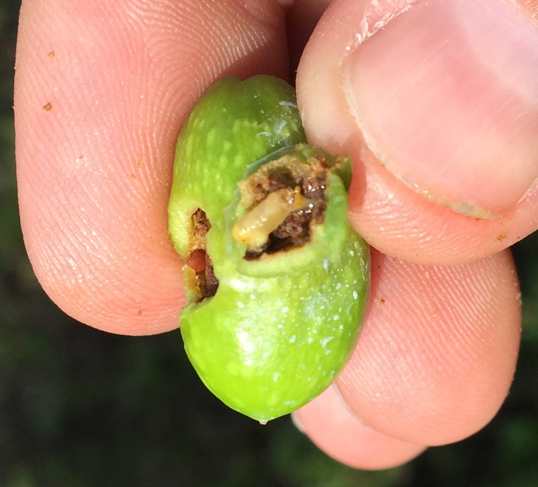 P A G I N A 8 Difesa fitosanitarie: insetti Danni da mosca olearia nella zona di Bardolino su oliveto non trattato (percentuale di danno stimato di circa il