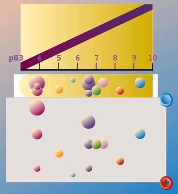 Focalizzazione isoelettrica I gradienti espansi e le dimensioni delle strisce di immobiline producono una migliore risoluzione del campione da analizzare.