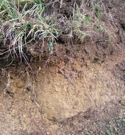 Origine e composizione degli apporti organici al suolo Esiste un flusso continuo di carbonio organico (C flow) che rifornisce gli orizzonti del suolo distribuendosi in modo diversificato lungo il