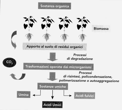 Principali fasi del destino del C nel suolo La genesi dell'humus si
