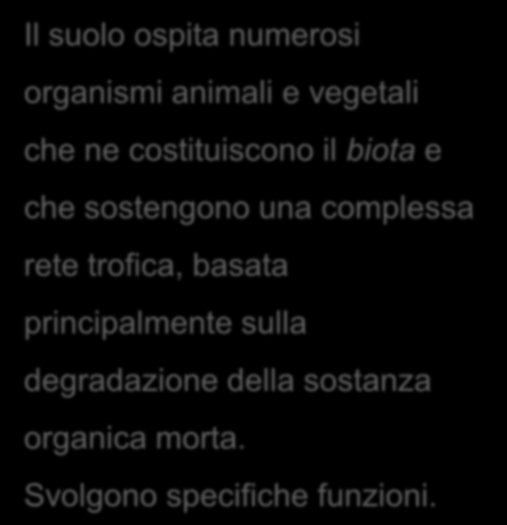 La biomassa del suolo Il suolo ospita numerosi organismi