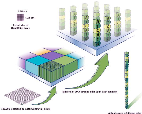 Array di