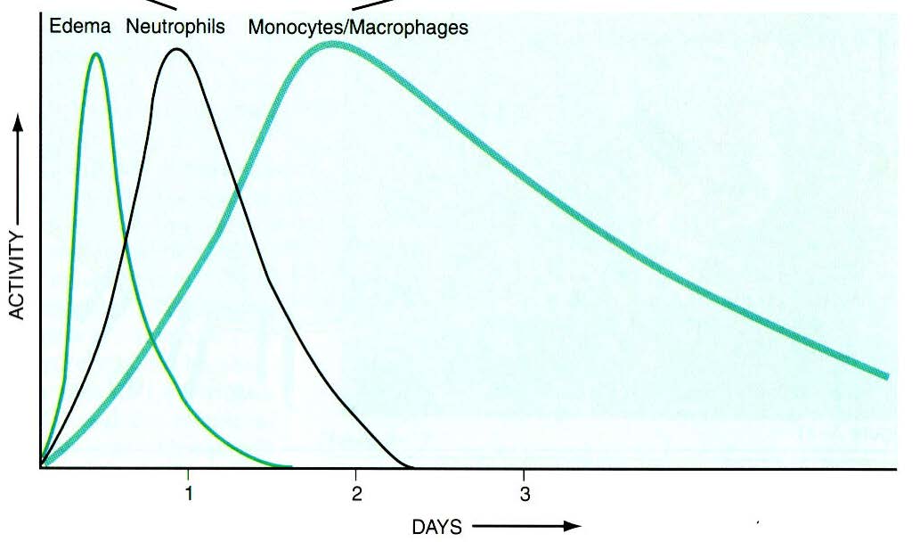 Cinetica di reclutamento Neutrofili: 6-24hrs Macrofagi: 24-48hrs dovuta a
