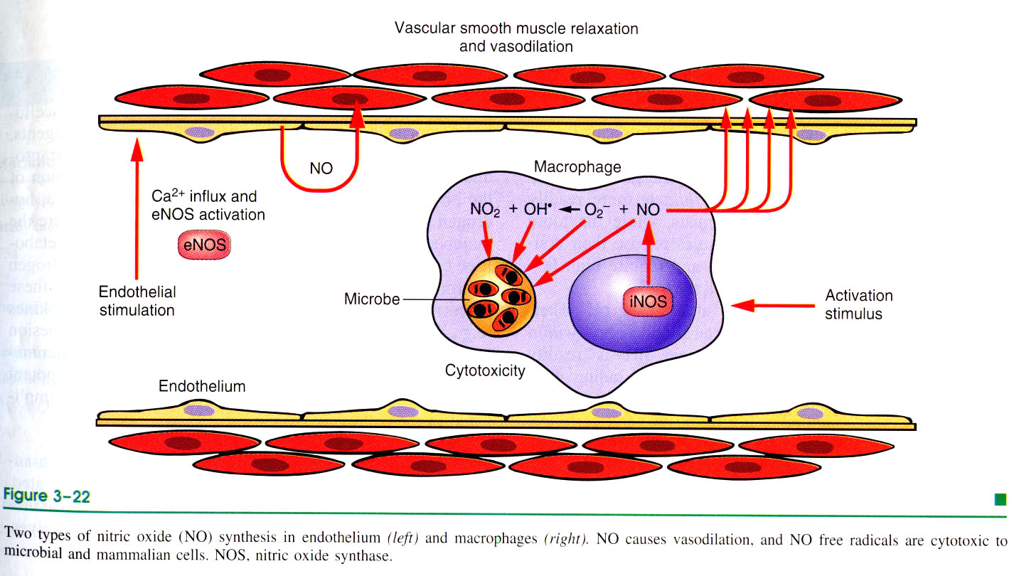Monossido di azoto, NO 1) Vasodilatazione 2) Feedback loop: riduzione richiamo leucocitario