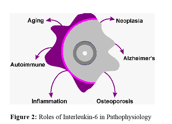 IL-6 blood levels are high in infectious,