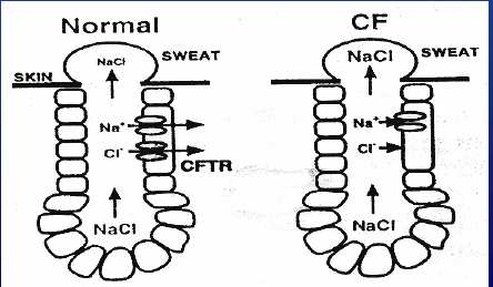 CFTR è una proteina transmembrana con funzione di canale ionico La proteina CFTR è