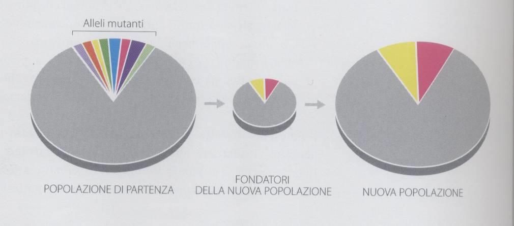 Effetto fondatore Es: la malattia di Tay-Sachs negli Askenaziti è 100 volte più