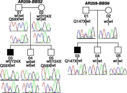 Una famiglia con eredità triallelica in BBS Sono indicati i genotipi BBS2 (a sinistra) e BBS6 (a destra).