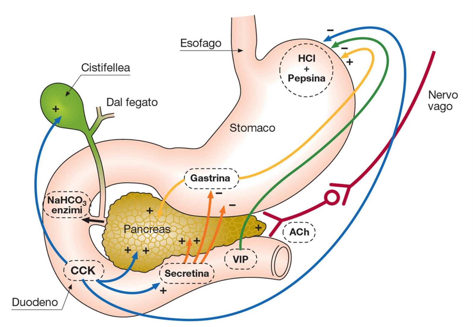 ORMONI GASTROINTESTINALI E REGOLAZIONE DEL SUCCO PANCREATICO ormonet gastrointestinal