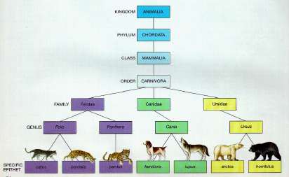 SPECIE: definizione Ci sono circa 10-15 definizioni differenti di specie.