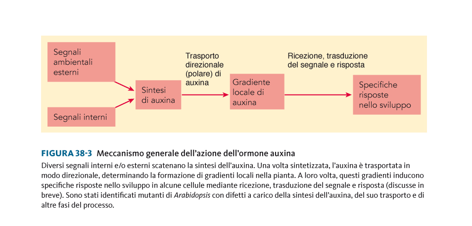 Lo spostamento dell auxina è polare e unidirezionale, in genere dal germoglio verso la radice secondo un gradiente di concentrazione.