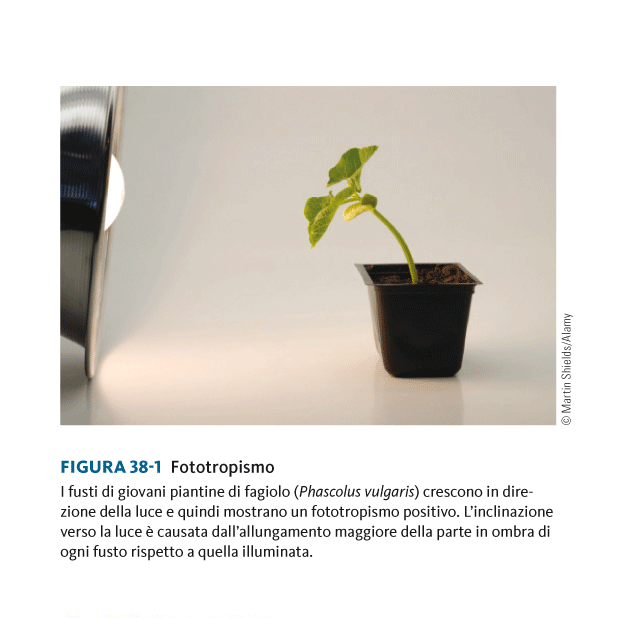 TROPISMI: alterazioni permanenti della posizione di una parte della pianta, positivo (se la pianta cresce