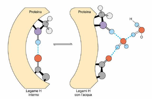 Le biomolecole (proteine, acidi nucleici, carboidrati) solubili in acqua sono ricche di gruppi funzionali che formano legami