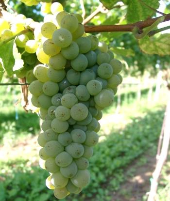 I SAUVIGNON Terzo standard mondiale di vini secchi. Vini ad aromaticità facilmente identificabile.