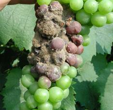 Il livello di infestazione delle uve da botrite costituisce un criterio fondamentale nella valutazione della qualità di una vendemmia.