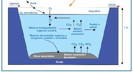Aree filtro: aree umide e bacini di lagunaggio 17 Sulla superficie del bacino, la massa d'acqua staziona a contatto con l atmosfera e la radiazione luminosa; le alghe formate producono l'ossigeno