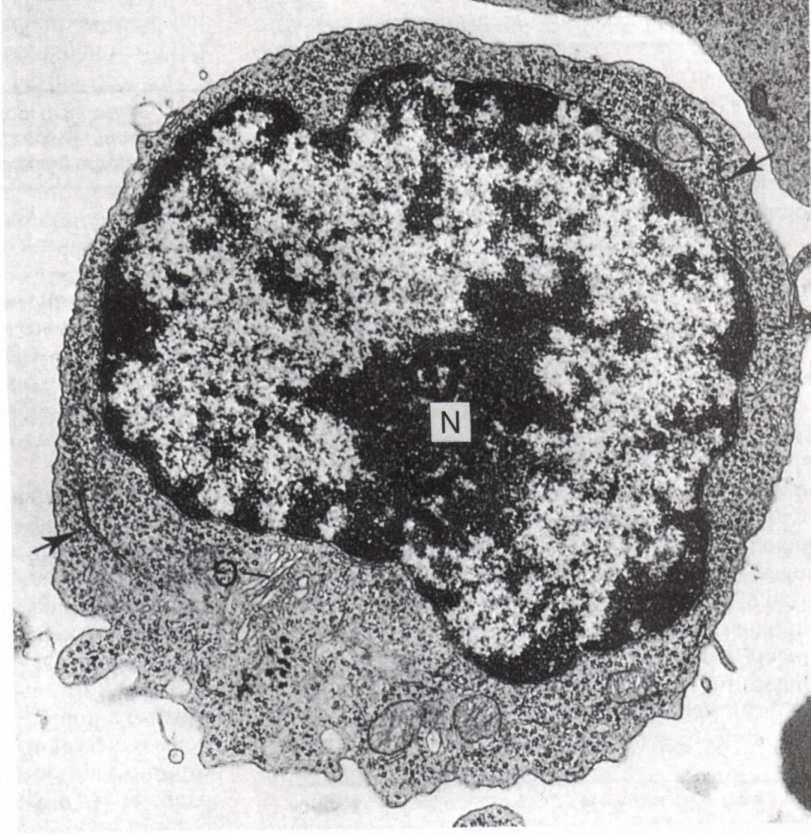 Agranulociti:linfociti I linfociti rappresentano la seconda popolazione cellulare della serie bianca del sangue.