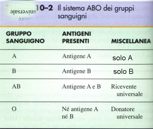 Le terminazioni libere dei tetrameri di spectrina sono tenute insieme da catene fibrillari di actina (banda 5) contenenti tropomiosina.