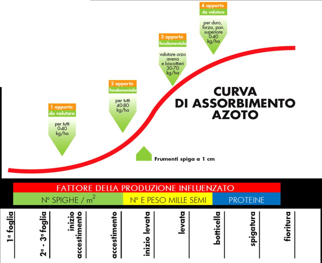 Il grafico soprastante illustra come il fabbisogno di azoto cresca durante il ciclo della pianta sino a raggiungere il suo massimo in fioritura.