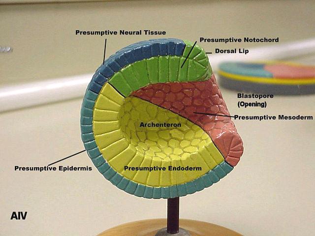 GASTRULAZIONE Il cordomesoderma si invagina a livello del labbro dorsale del blastoporo Il restante mesoderma si invagina a livello delle labbra ventrale e laterali e converge dorsalmente
