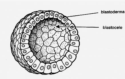 Blastula sferica cava (celoblastula) formata da: Epitelio cilindrico monostratificato (cellule